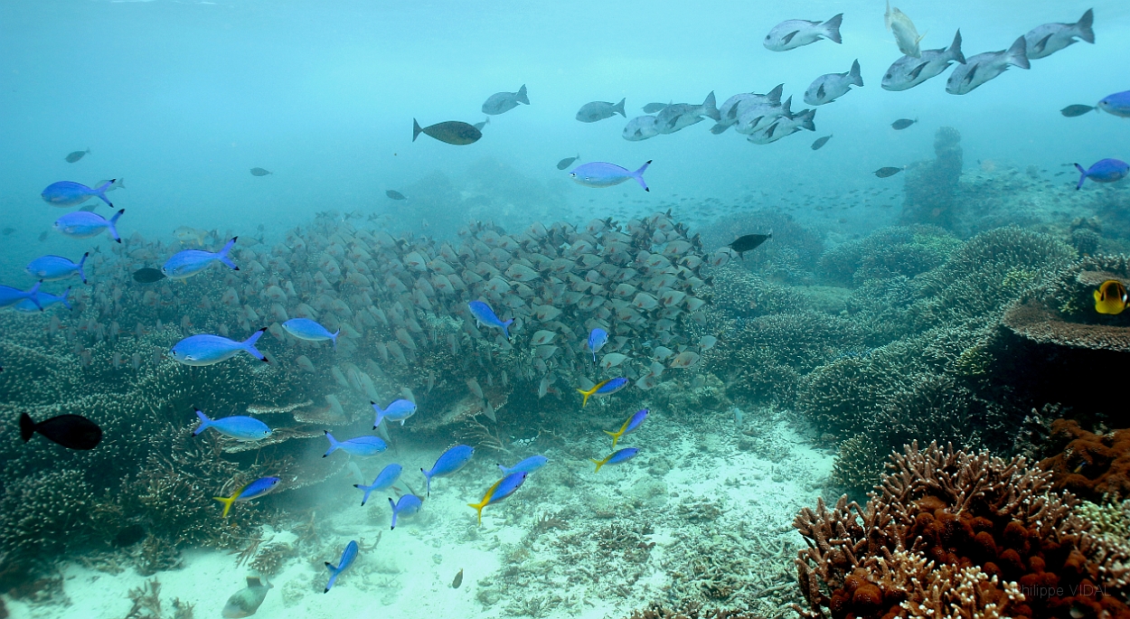 Sipadan_2015_Divers_Vivaneux paguaie_caesios_IMG_2335_rc.jpg